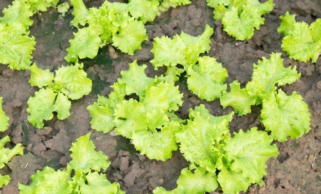 Выращивание листового салата – уход за посадками